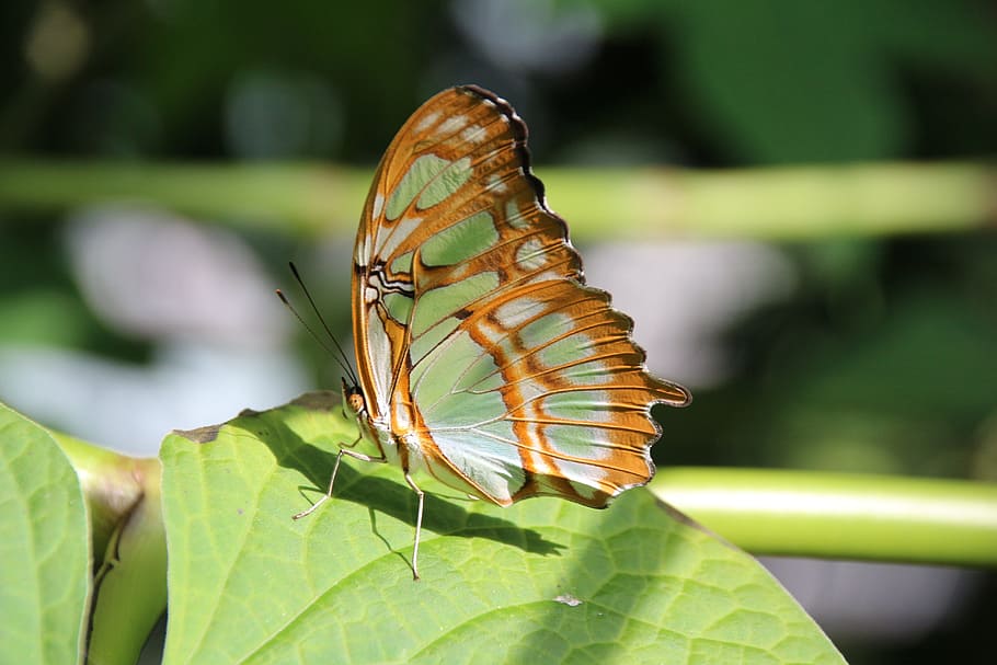 butterfly, insect, close, invertebrate, beauty in nature, animal wildlife HD wallpaper