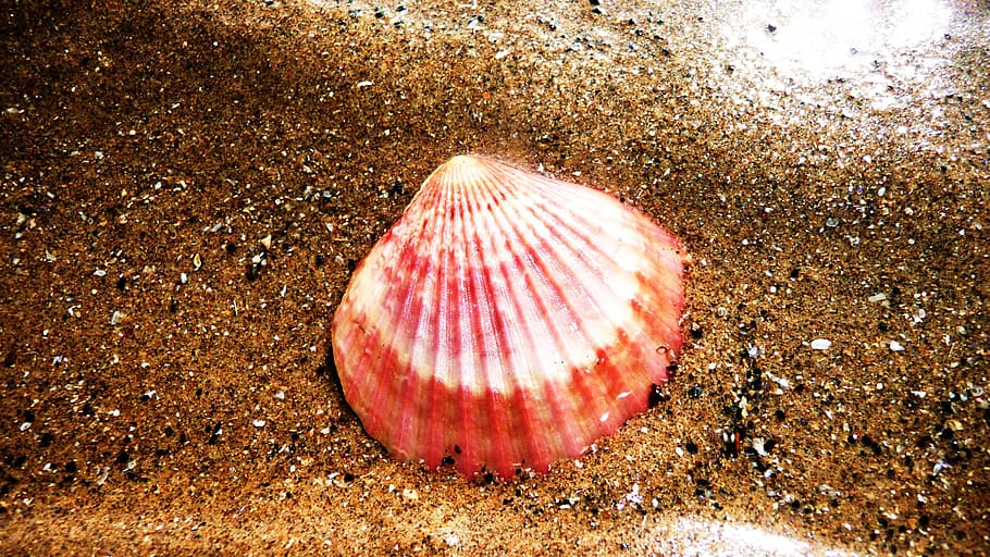 Shell, Beach, Beach, Sand, Ocean, Seashell, shore, coast, red HD wallpaper