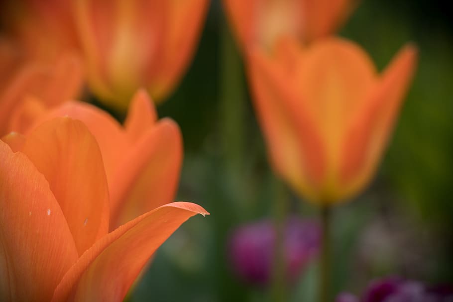 tulip, flower, spring, edwards gardens, toronto, orange, nature HD wallpaper