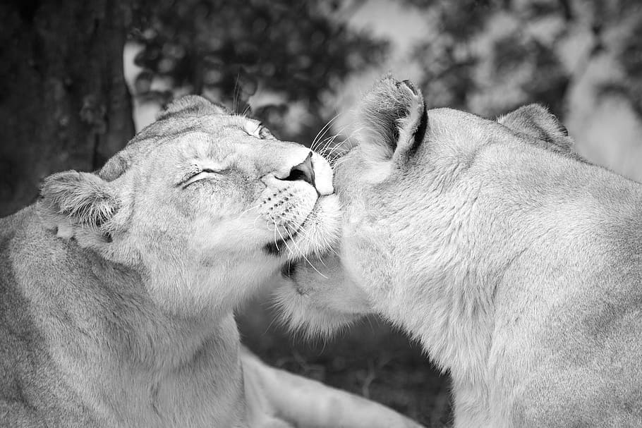HD wallpaper: lioness photo, black white, gauteng, johannesburg, lion park  | Wallpaper Flare