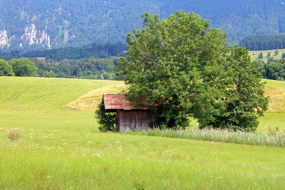 barn, hut, field, meadow, tree, nature, romance, plant, green color HD wallpaper