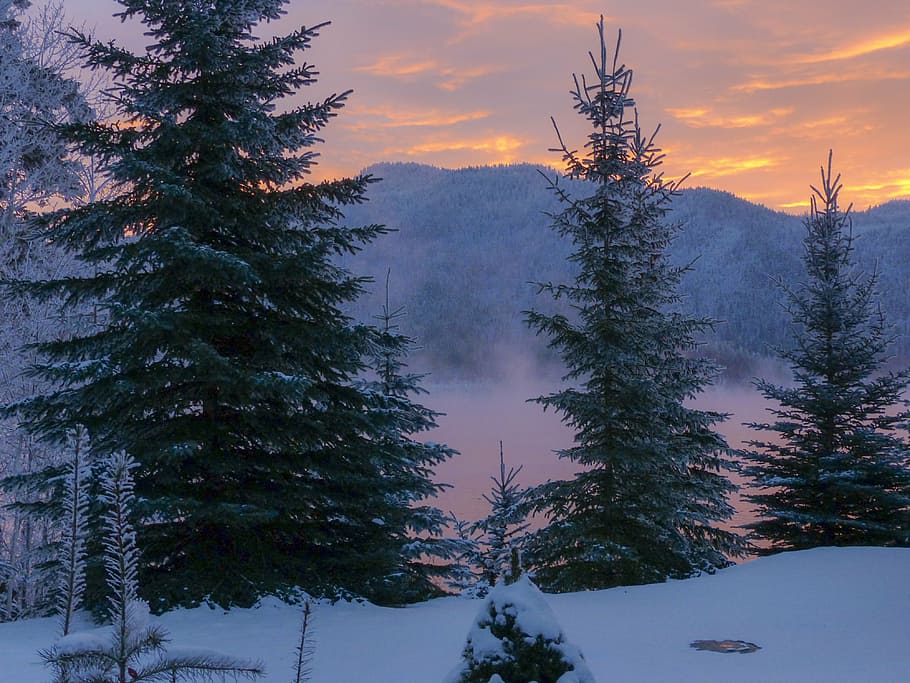 pine trees covered by snow, sunrise, early morning, water, mountain