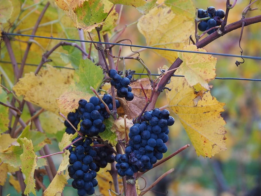 grape, blue, grapevine, grapes, fruit, autumn, blue grapes HD wallpaper