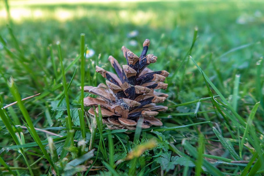 forest, meadow, grass, tree, pine cones, conifer, nature, tap HD wallpaper