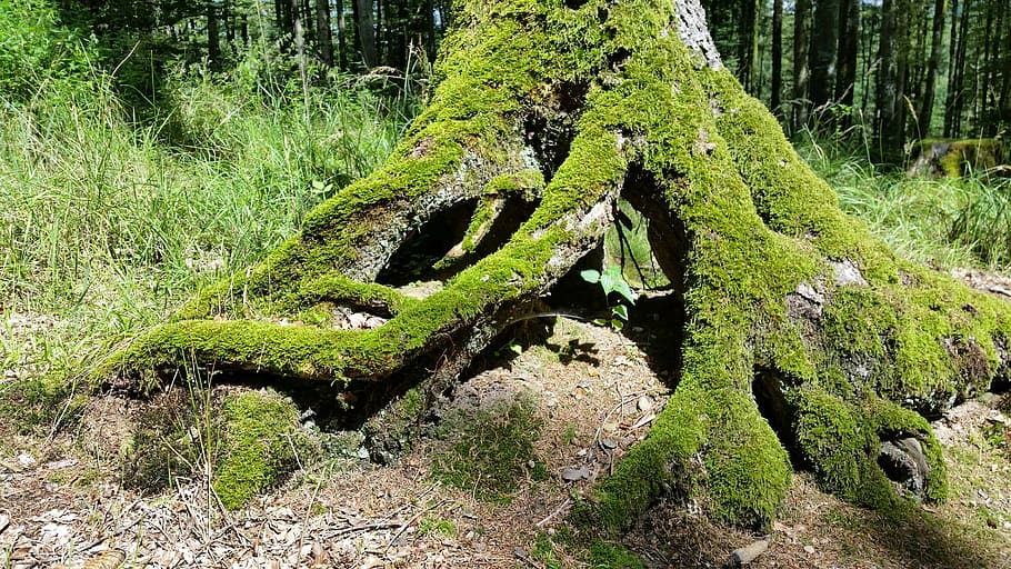 green moss on tree trunk, tree support, forest, log, root, weave HD wallpaper