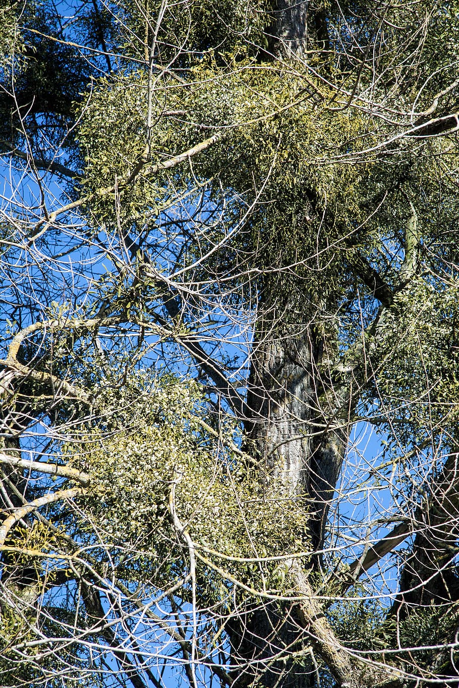 Poplar, Tree Mistletoe, nature conservation, parasite, medicinal plant