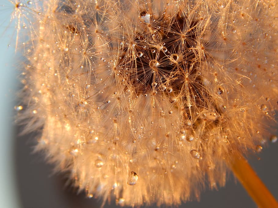 meadow, drops, light, nature, wet, figure, dandelion, close-up HD wallpaper