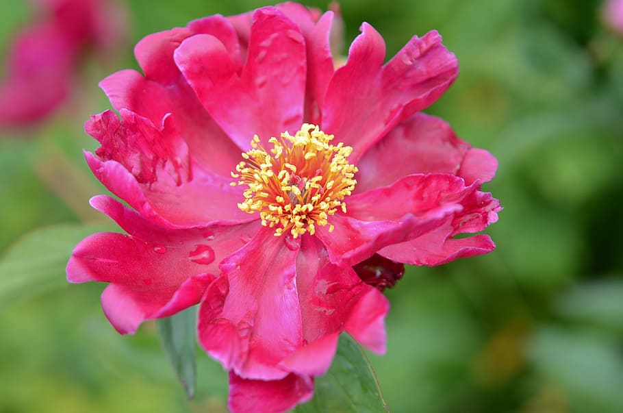 flower, red, water, drop, nature, wet, macro, rain, garden HD wallpaper