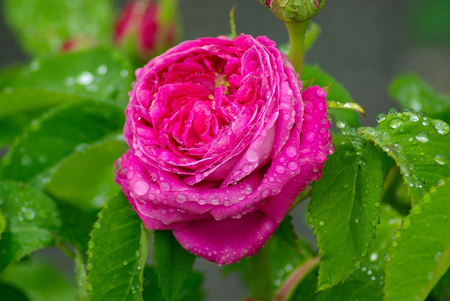 flower, pink, petals, dew, blossomed, flowering plant, freshness HD wallpaper