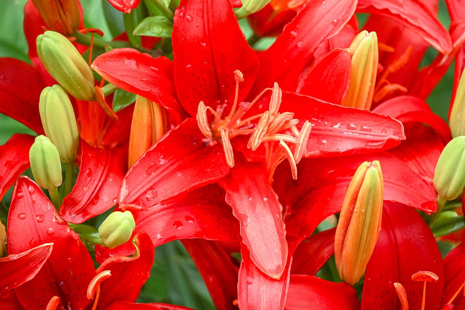 flowers, red, yellow, plant, petal, flowering plant, freshness HD wallpaper