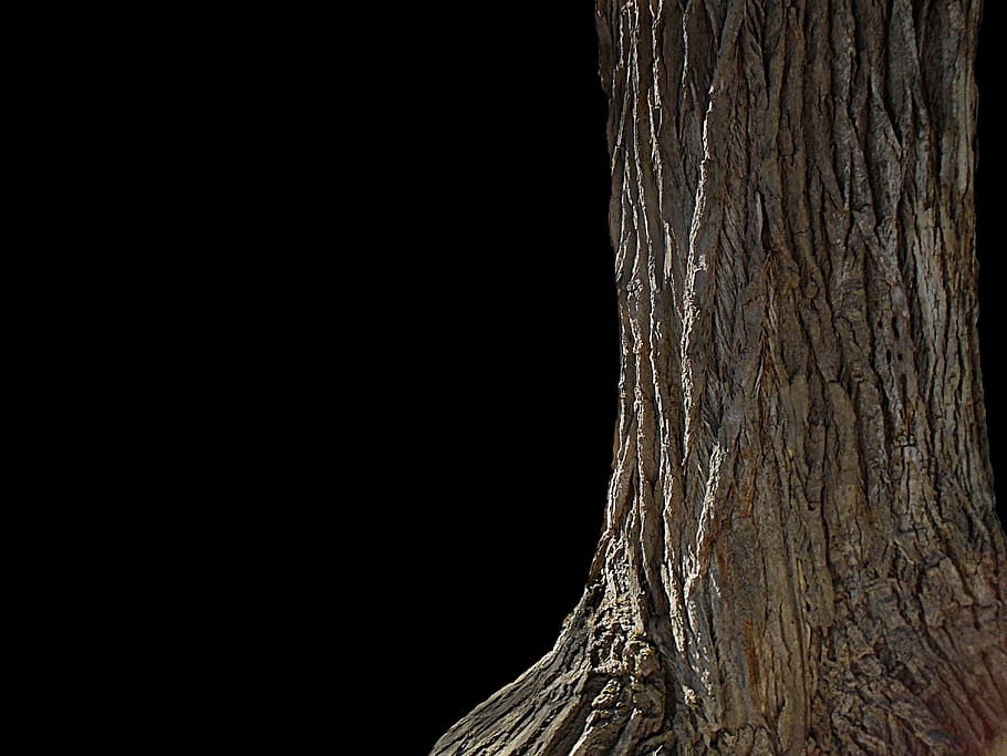 tree, nature, wood, texture, surface, pattern, rough, trunk HD wallpaper