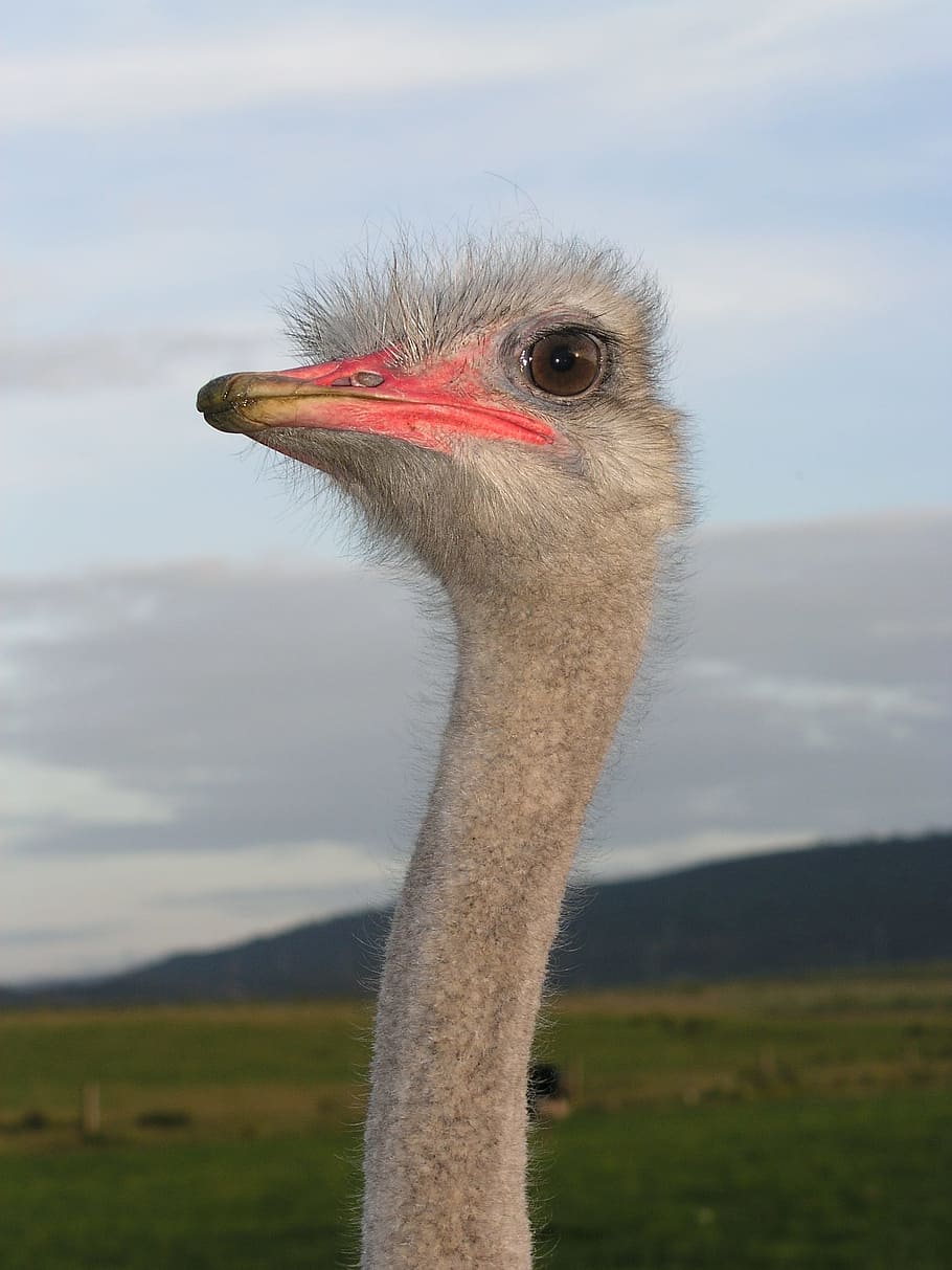 Ostrich, Ave, Head, one animal, bird, animal themes, animals in the wild HD wallpaper