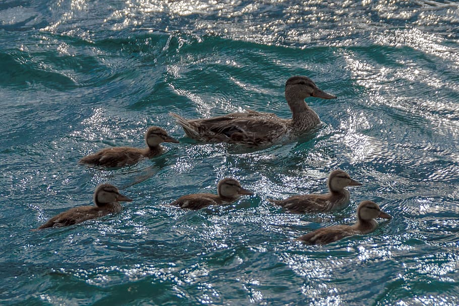 ducks, back light, water, water bird, waterfowl, family, chicks HD wallpaper