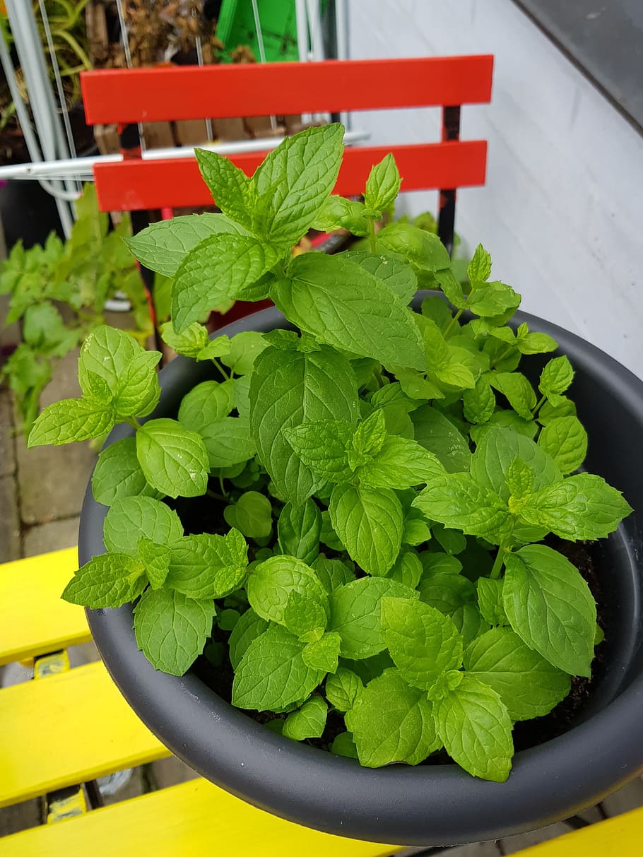 mint, green, beautiful, leaf, plant part, green color, food and drink HD wallpaper