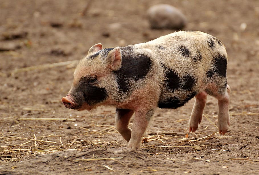 white and black piglet running, small pigs, mini, cute, sweet, HD wallpaper