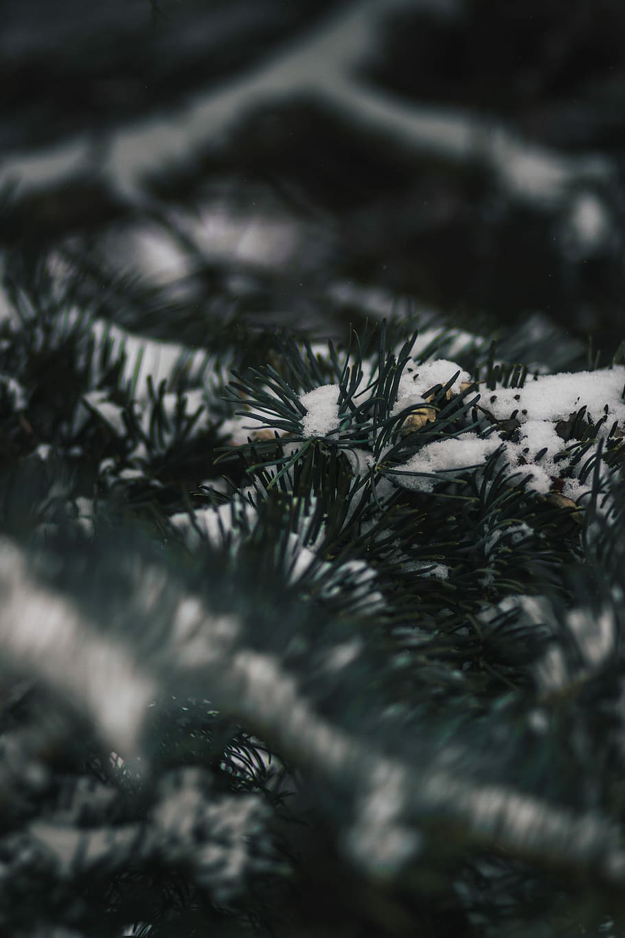green grass with snow, tree, forest, winter, foliage, selective focus HD wallpaper