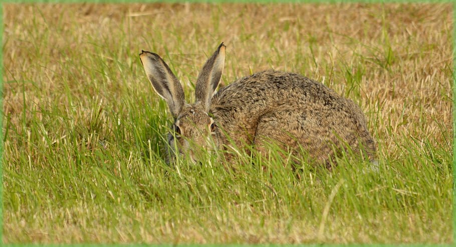 rabbit, hare, field, meadow, nature, animal, wild, look, grass HD wallpaper