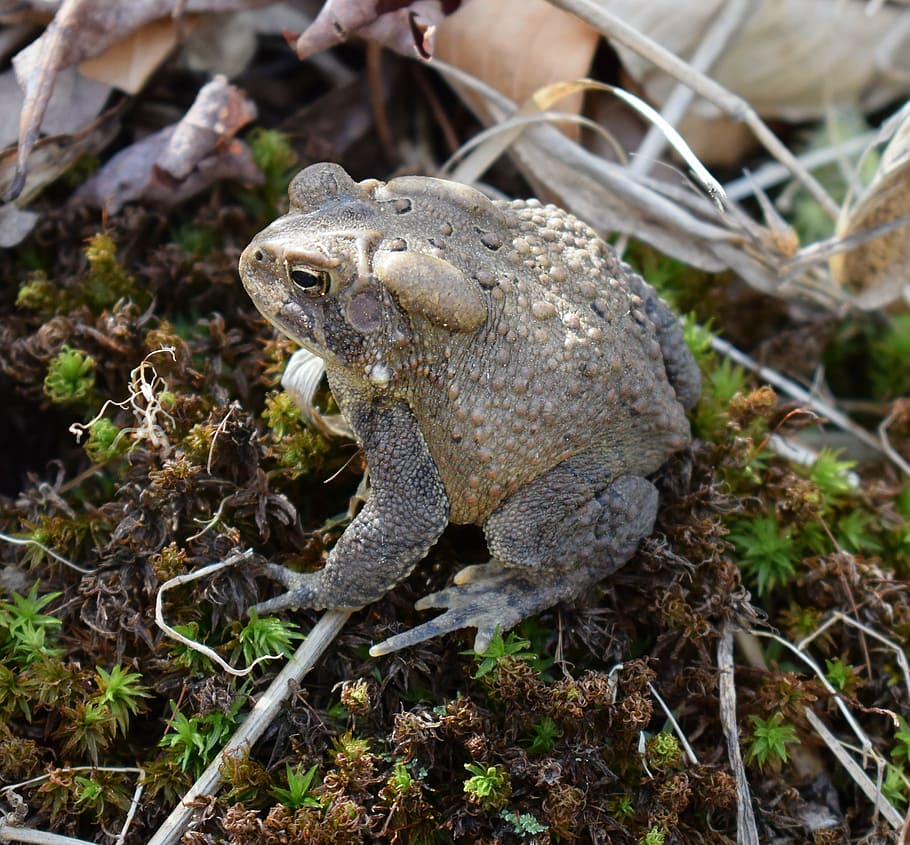 common toad, amphibian, animal, nature, species, earth, outside HD wallpaper