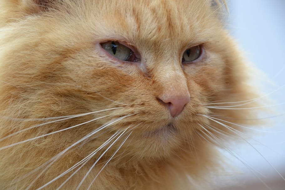 macro photography of orange tabby cat, red, close, pets, animal HD wallpaper