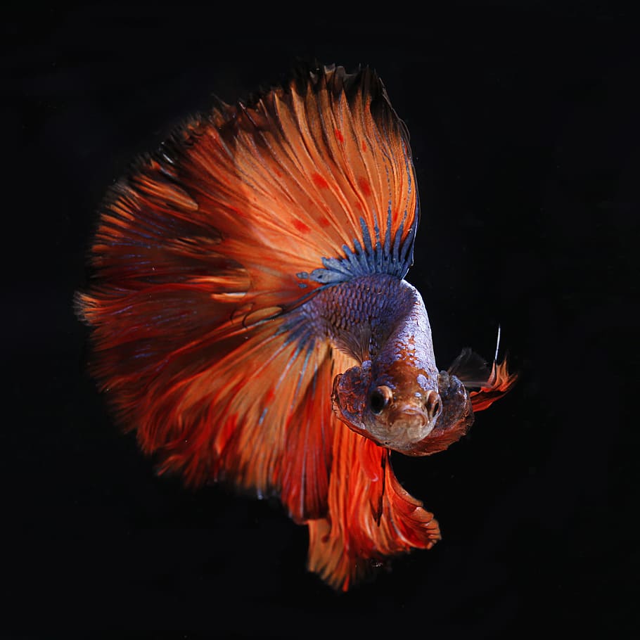 red and silver fighting fish, blue and red Beta fish, big, tail