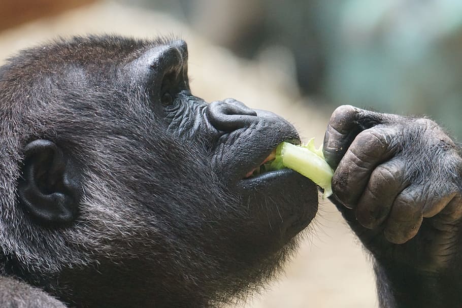 Gorilla, Ape, Dominant, one animal, animal wildlife, animals in the wild HD wallpaper