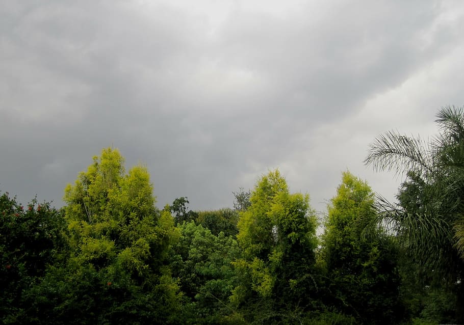 sky, clouds, stormy, broody, trees, green, light, lit-up, foliage HD wallpaper