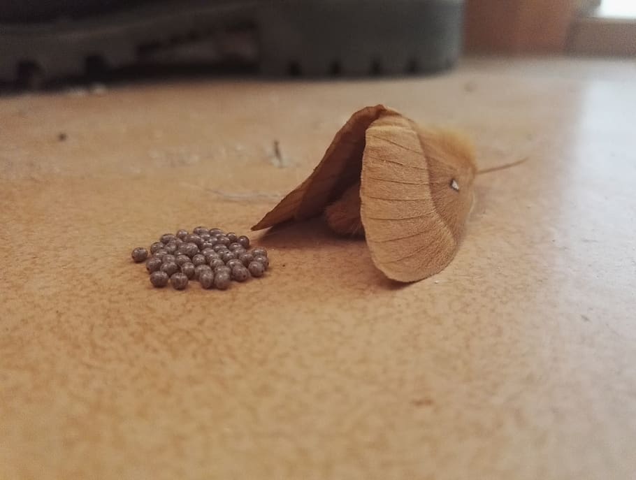 moth, eggs, ponte, nature, food and drink, still life, table HD wallpaper
