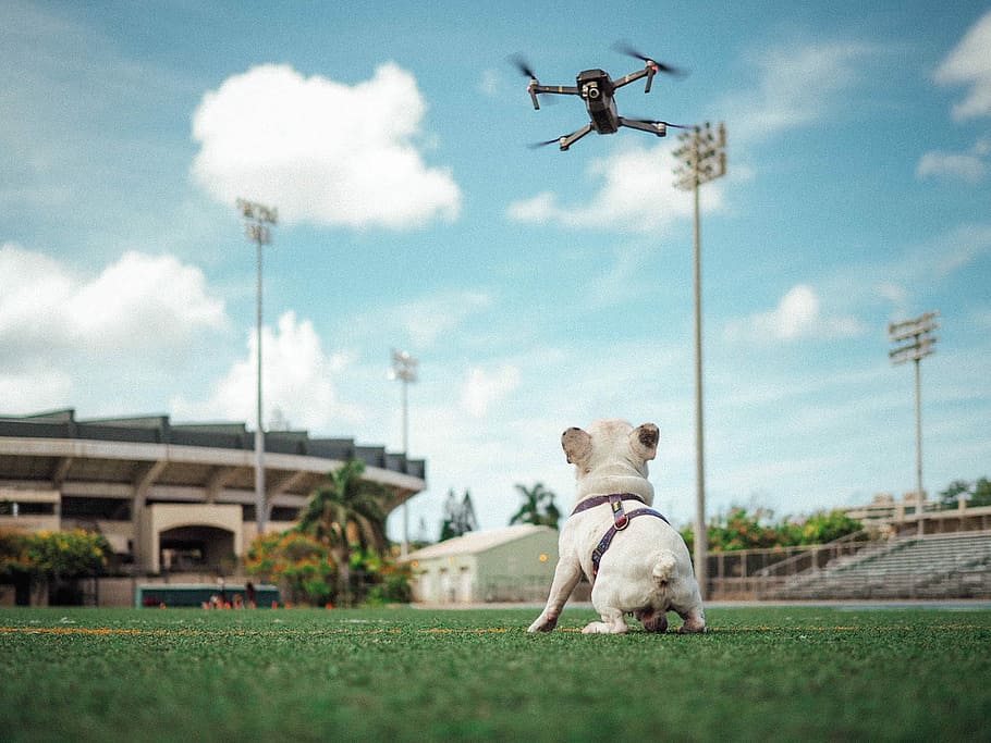 short-coated white dog staring at flying drone, dog on grass field under blue sky