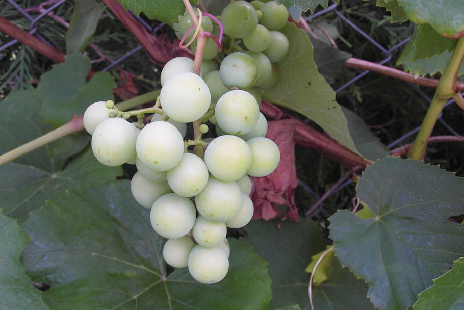 grapes, garden, fruit, vines, food and drink, healthy eating HD wallpaper