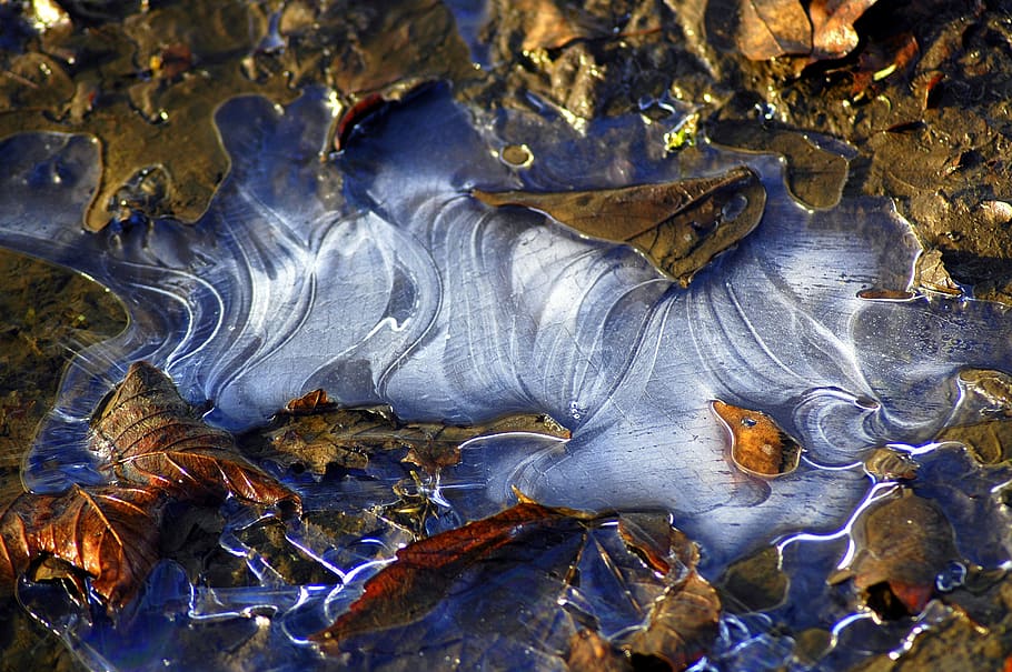 ice, leaves, winter, nature, beauty in nature, no people, plant part HD wallpaper
