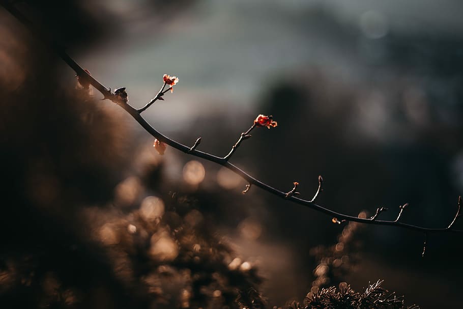 shallow focus photography of red petal flowers, selective photo of steam HD wallpaper