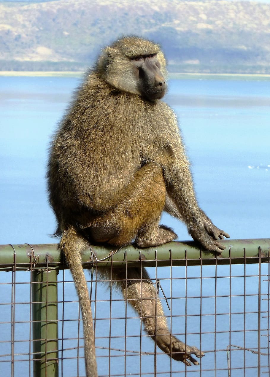 mammal, monkey, balance, muzzle, coat, tail, primate, animal HD wallpaper