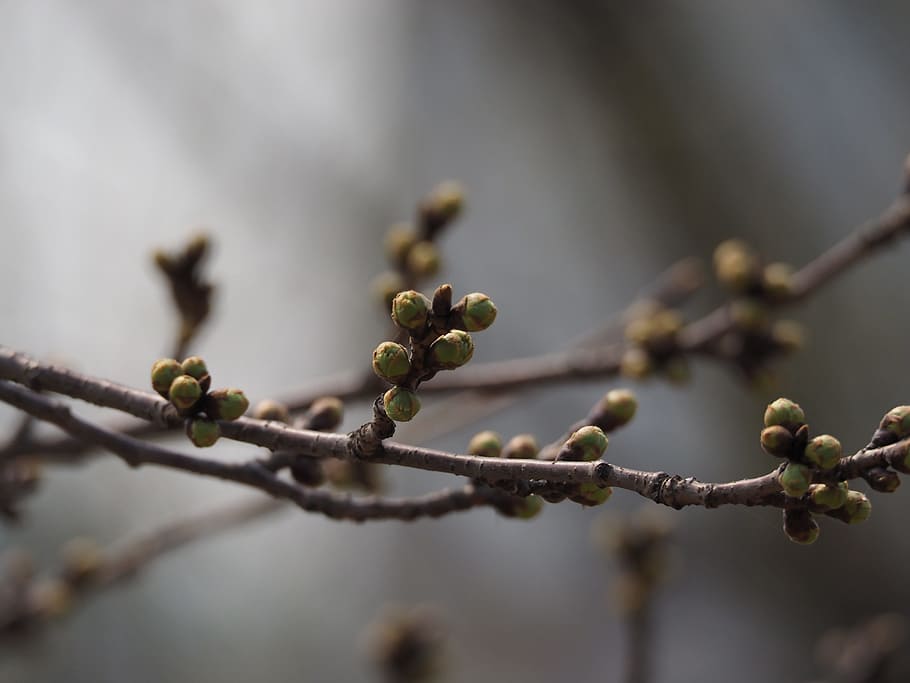 spring, bud, branches, plants, growth, tree, focus on foreground HD wallpaper