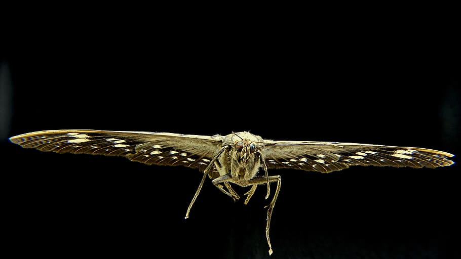 moth, butterfly, insect, animal, animal themes, one animal HD wallpaper