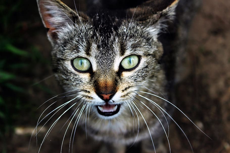 pet, cat, eye, anger, animal themes, one animal, mammal, portrait HD wallpaper