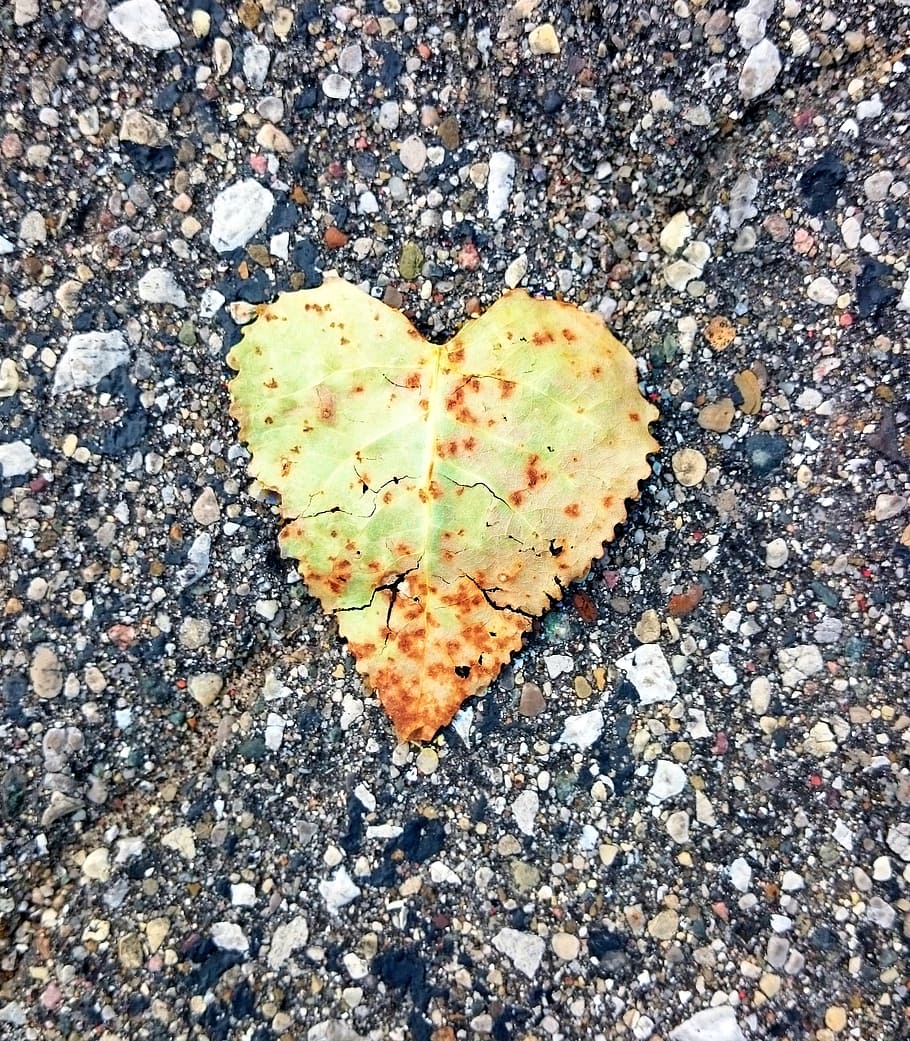 love, leaf, leaves, nature, outdoors, season, directly above HD wallpaper