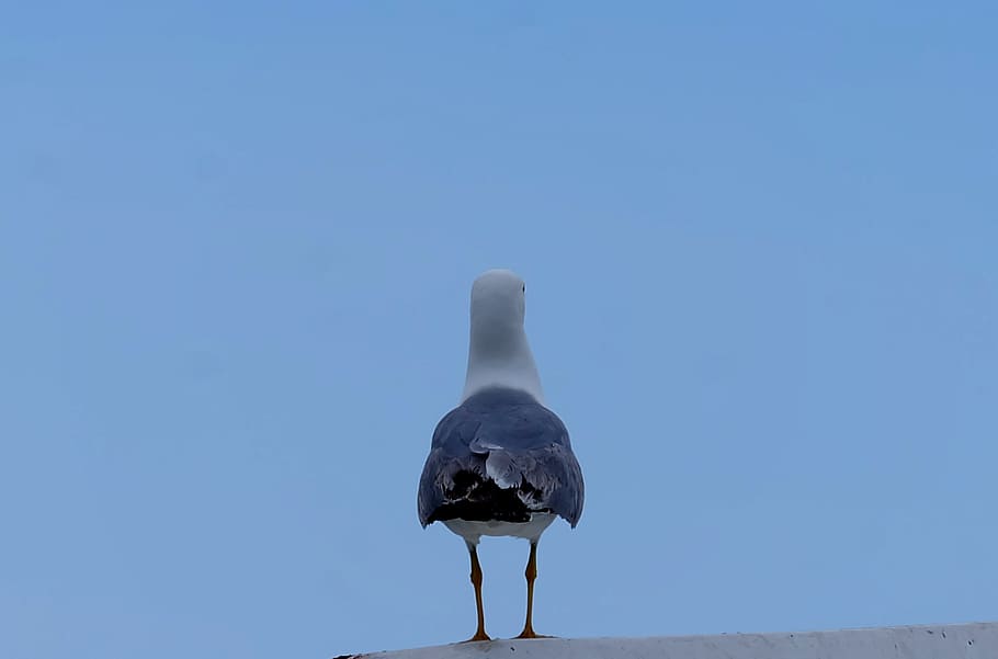 seagull, bird, nature, animal, wildlife, white, wing, feather HD wallpaper