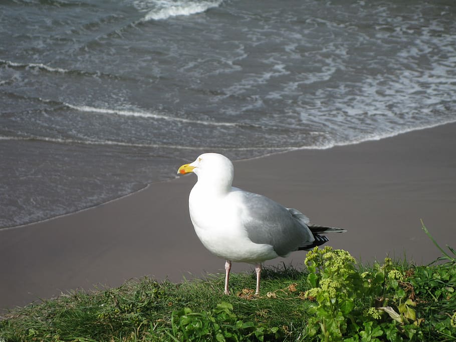 seagull, beach, bird, fly, wings, feather, wildlife, beak, dom HD wallpaper