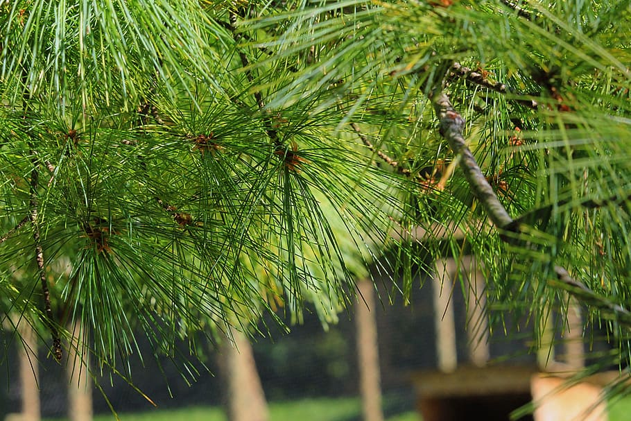 pine, tree, needles, conifer, plant, nature, pine needles, forest HD wallpaper