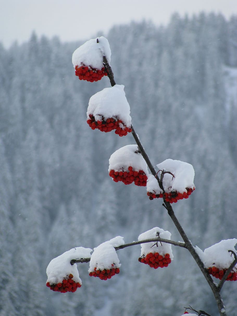 Berries, Snow, red, winter, cold temperature, outdoors, nature HD wallpaper