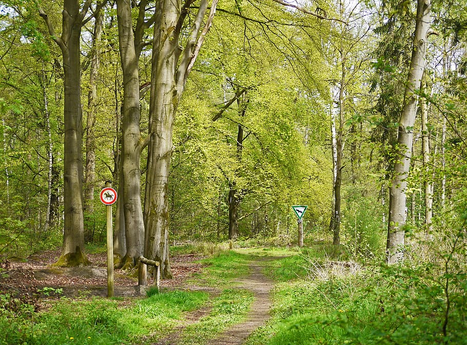 nature reserve, forest, spring, may, may green, mixed forest HD wallpaper