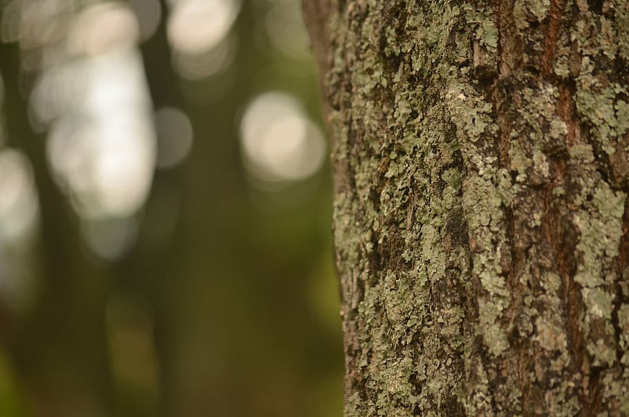 tree, nature, green, trees, trunk, branches, tree bark, field HD wallpaper