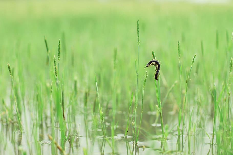 bug, grass, spring, background, green, plant, animal themes HD wallpaper
