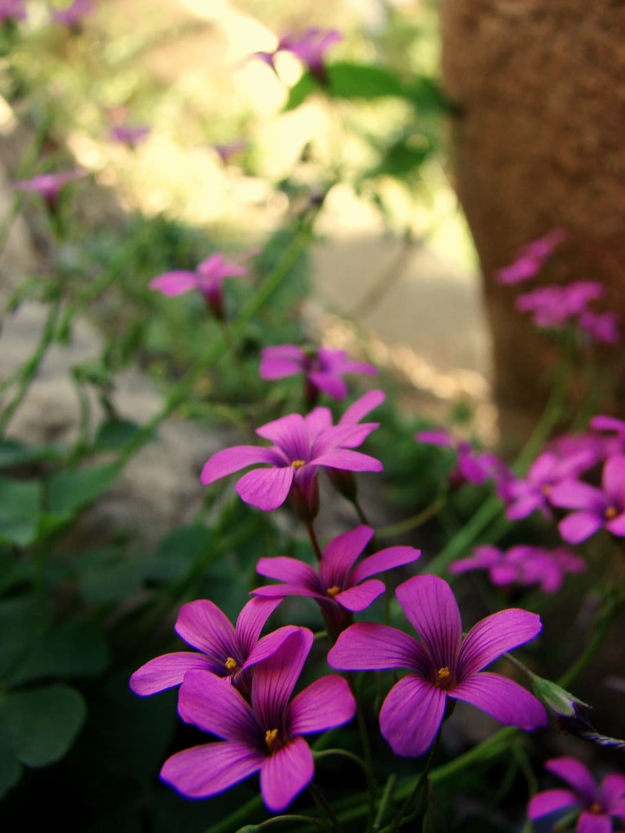 Flowers, Wild, Magenta, Spring, Dawn, foreground, nature, tomorrow HD wallpaper