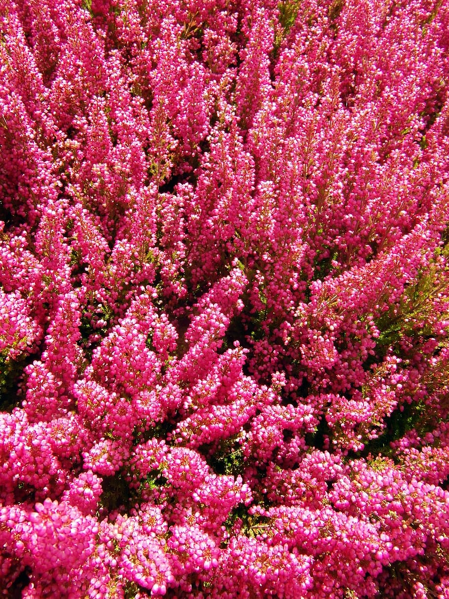 heide, red, heather, bloom, autumn, color strong, bright, flower HD wallpaper