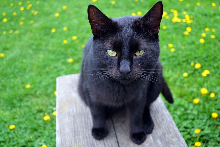 cat, black cat, kitty, pet, animal, feline, domestic, eyes HD wallpaper