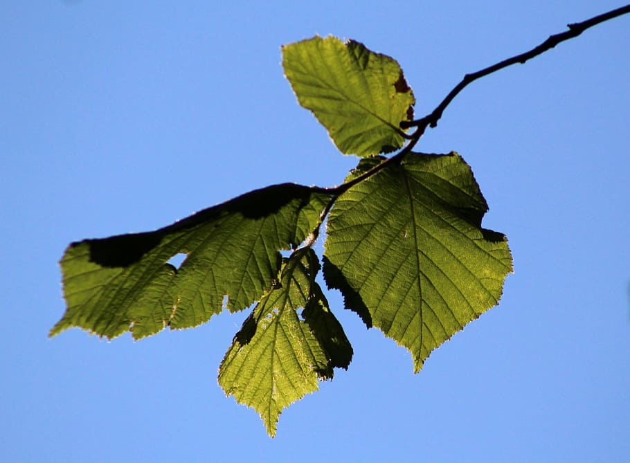 leaves, spring, tree, green, leaf, plant part, blue, nature HD wallpaper