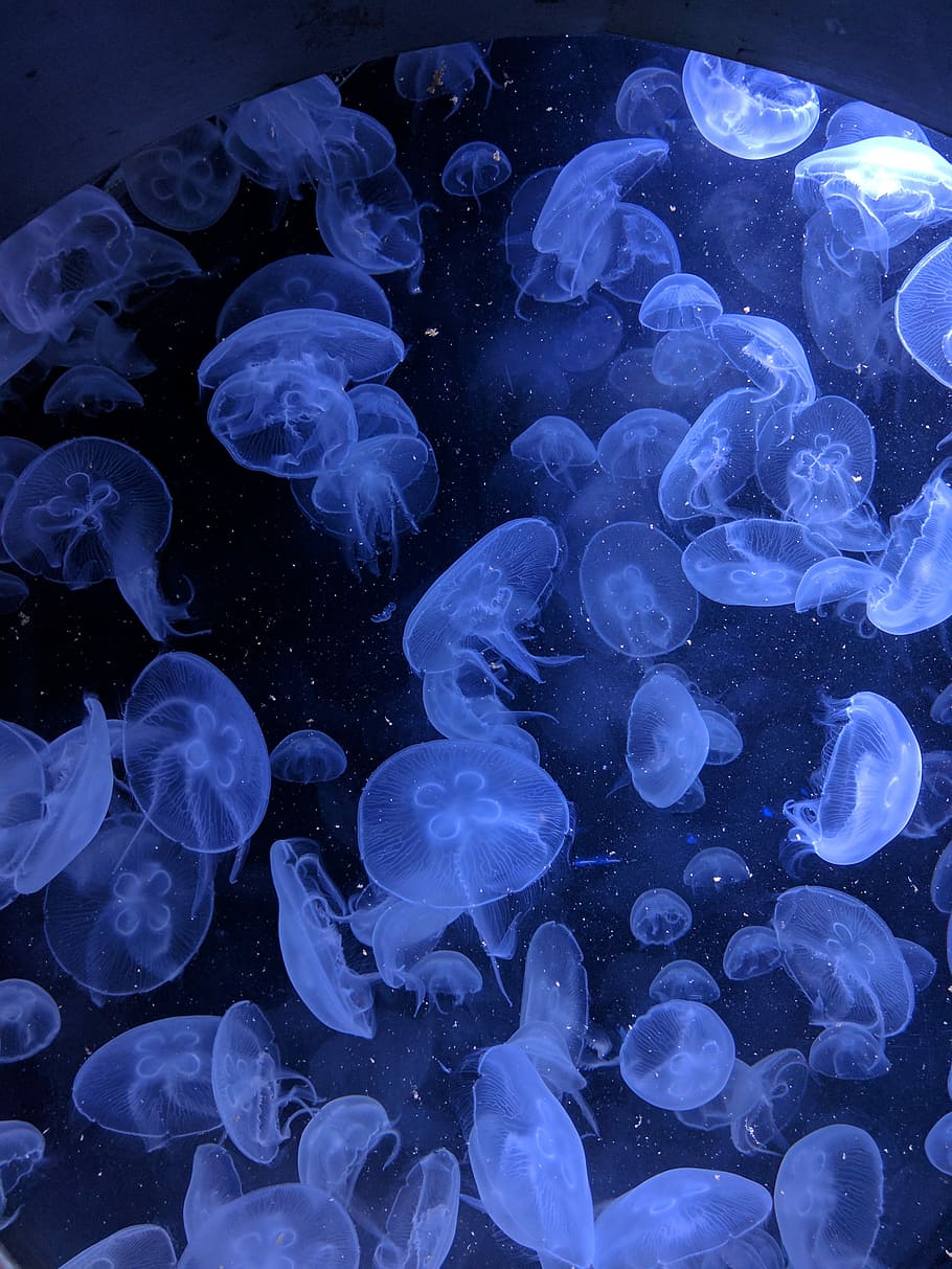 macro shot of jellyfish, group of jelly fish, marine, marine life, HD wallpaper