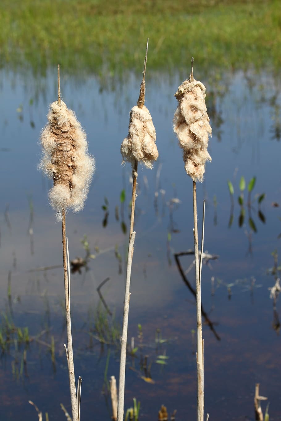 nature, marram grass, water, plant, lake, focus on foreground HD wallpaper