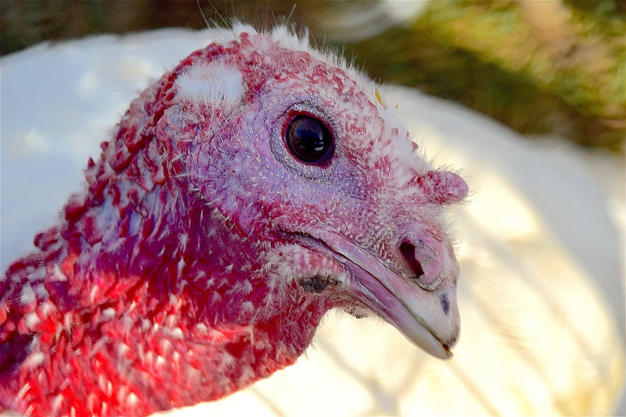 Turkey, Farm, Bird, Feather, Poultry, rural, domestic, animal HD wallpaper